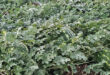 Daraa harvests 40,000 Tons of Watermelon despite adverse Conditions