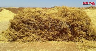 محصول العدس