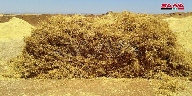 محصول العدس