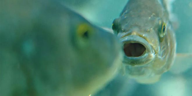 كاميرا موبايل