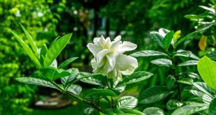 زهرة الغاردينيا