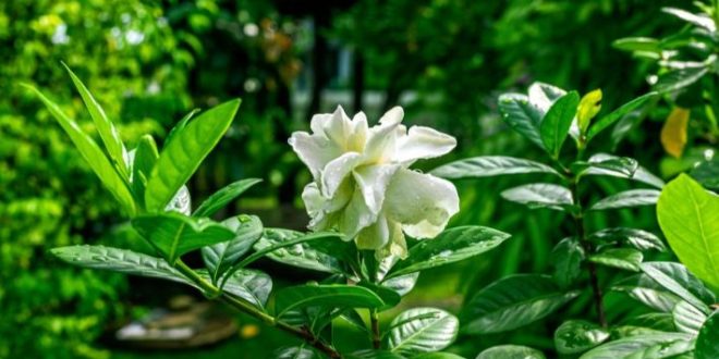 زهرة الغاردينيا